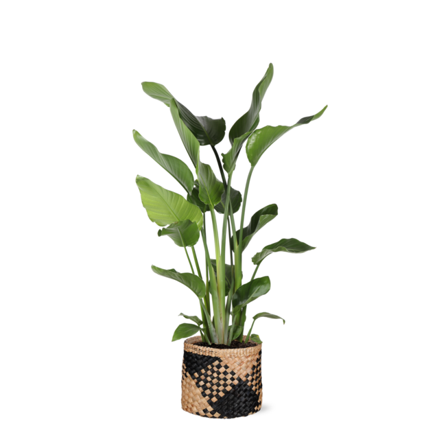 Strelitzia Nicolai Ø24cm ↕120cm in Albury BLACK print mand