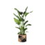 Strelitzia Nicolai Ø24cm ↕120cm in Albury BLACK print mand