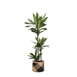 Dracaena Janet Lind Ø24cm ↕120cm in Albury BLACK print mand