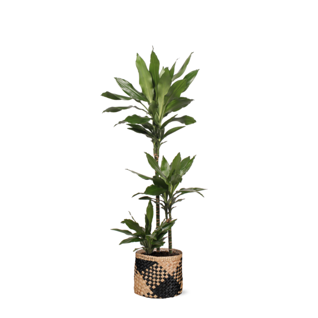 Dracaena Janet Lind Ø24cm ↕120cm in Albury BLACK print mand