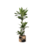 Dracaena Janet Lind Ø24cm ↕120cm in Albury BLACK print mand