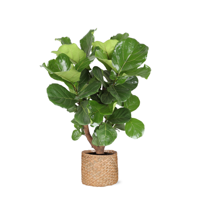 Ficus Lyrata (vertakt) Ø24cm ↕110cm in Albury NATURAL mand