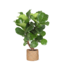 Ficus Lyrata (vertakt) Ø24cm ↕110cm in Albury NATURAL mand
