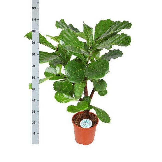 Ficus Lyrata (vertakt) Ø24cm ↕110cm in Albury NATURAL mand