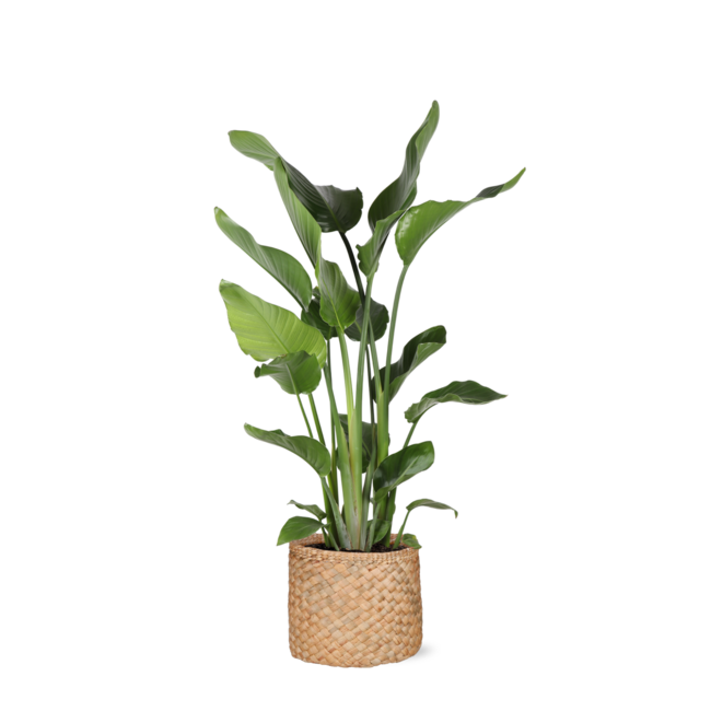 Strelitzia Nicolai Ø24cm ↕120cm in Albury NATURAL mand