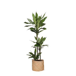 Dracaena Janet Lind Ø24cm ↕120cm in Albury NATURAL mand
