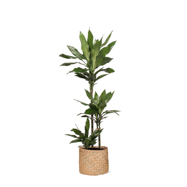 Dracaena Janet Lind Ø24cm ↕120cm in Albury NATURAL mand