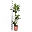 Dracaena Janet Lind Ø24cm ↕120cm in Albury NATURAL mand