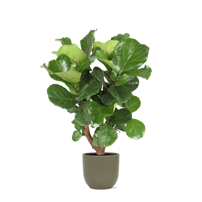 Ficus Lyrata (vertakt) Ø24cm ↕110cm in Boule OLIJF pot