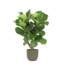 Ficus Lyrata (vertakt) Ø24cm ↕110cm in Boule OLIJF pot