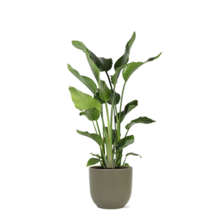 Strelitzia Nicolai Ø24cm ↕120cm in Boule OLIJF pot