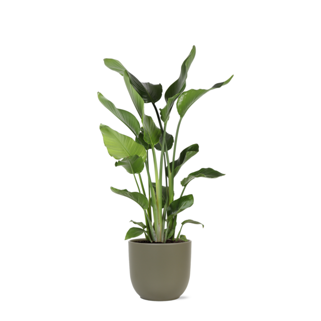 Strelitzia Nicolai Ø24cm ↕120cm in Boule OLIJF pot