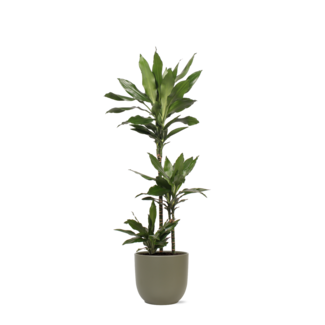 Dracaena Janet Lind Ø24cm ↕120cm in Boule OLIJF pot