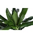 Dracaena Janet Lind Ø24cm ↕120cm in Boule OLIJF pot