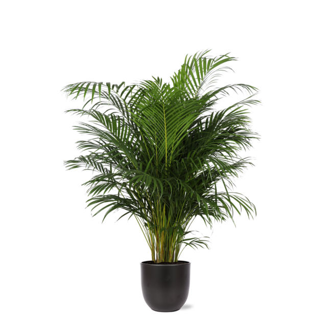 Dypsis Lutescens (Areca Palm) Ø27cm ↕160cm in Boule ANTRACIET pot
