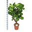Ficus Lyrata (Vertakt) Ø27cm ↕130cm in Boule ANTRACIET pot