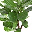 Ficus Lyrata (Vertakt) Ø27cm ↕130cm in Boule ANTRACIET pot