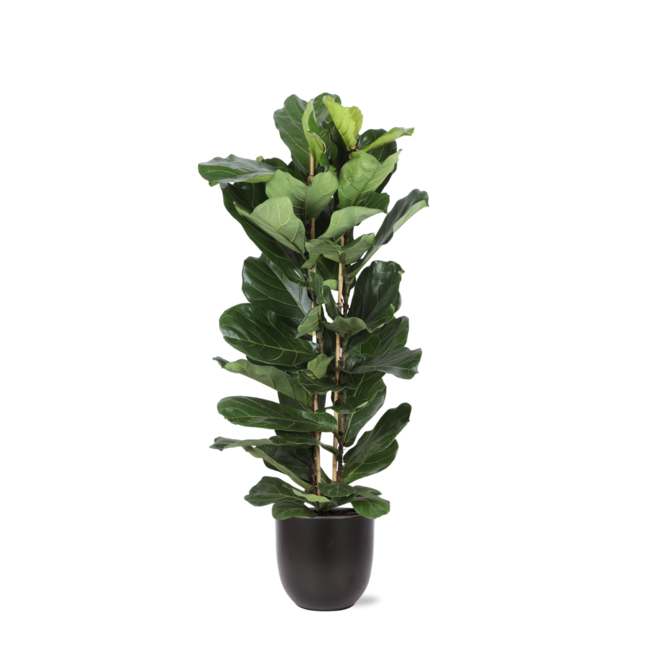 Ficus Lyrata Ø27cm ↕140cm in Boule ANTRACIET pot