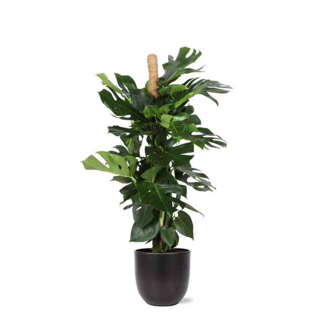 Monstera Deliciosa MOSSTOK Ø27cm ↕150cm in Boule ANTRACIET pot