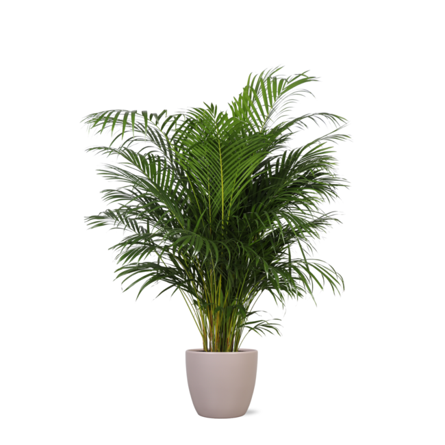 Dypsis Lutescens (Areca Palm) Ø27cm ↕160cm in Boule TAUPE pot