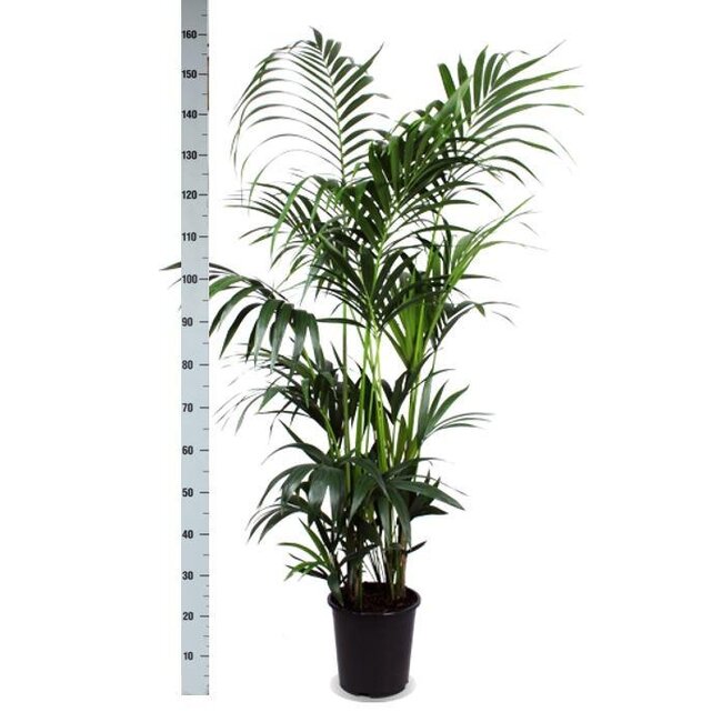Kentia Palm Ø27cm ↕160cm in Boule TAUPE pot
