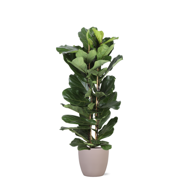Ficus Lyrata Ø27cm ↕140cm in Boule TAUPE pot