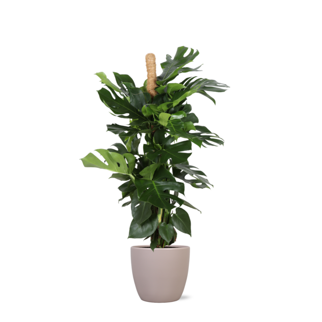 Monstera Deliciosa MOSSTOK Ø27cm ↕150cm in Boule TAUPE pot