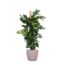 Monstera Deliciosa MOSSTOK Ø27cm ↕150cm in Boule TAUPE pot