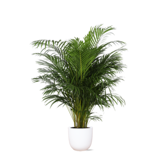 Dypsis Lutescens (Areca Palm) Ø27cm ↕160cm in Boule WIT pot