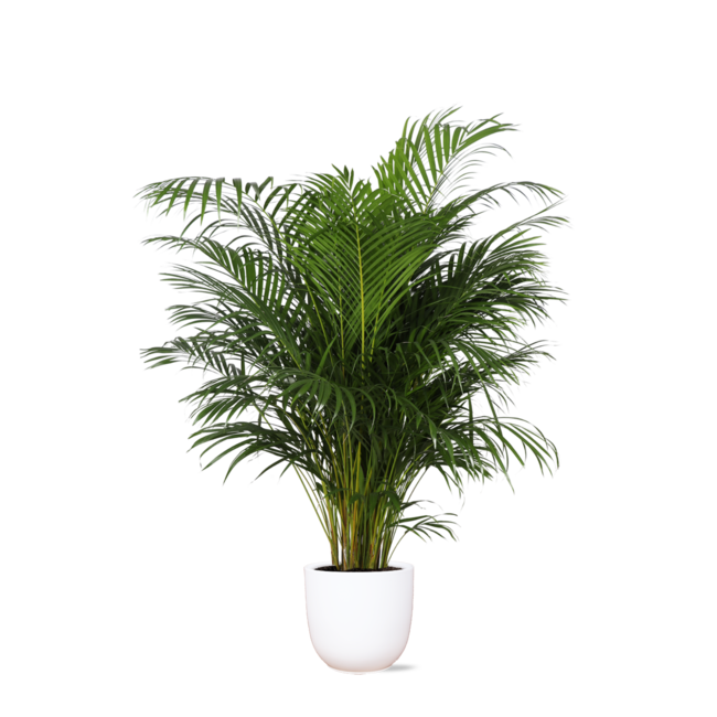 Dypsis Lutescens (Areca Palm) Ø27cm ↕160cm in Boule WIT pot