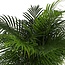 Dypsis Lutescens (Areca Palm) Ø27cm ↕160cm in Boule WIT pot