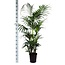 Kentia Palm Ø27cm ↕160cm in Boule WIT pot
