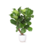 Ficus Lyrata (vertakt) Ø27cm ↕130cm in Boule WIT pot