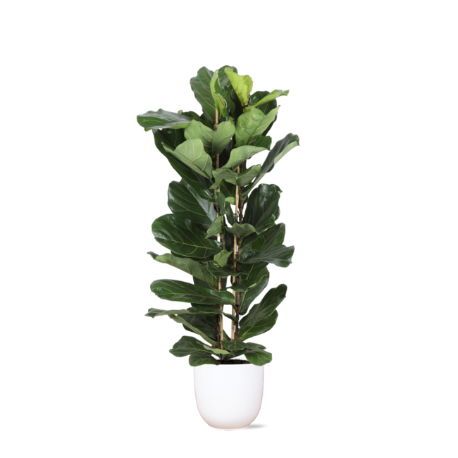 Ficus Lyrata Ø27cm ↕140cm in Boule WIT pot