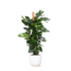 Monstera Deliciosa MOSSTOK Ø27cm ↕150cm in Boule WIT pot