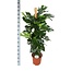 Monstera Deliciosa MOSSTOK Ø27cm ↕150cm in Boule WIT pot