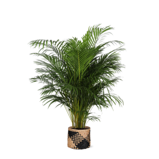 Dypsis Lutescens (Areca Palm) Ø27cm ↕160cm in Albury BLACK print mand