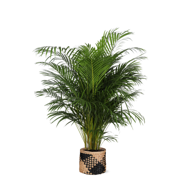 Dypsis Lutescens (Areca Palm) Ø27cm ↕160cm in Albury BLACK print mand