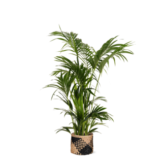Kentia Palm Ø27cm ↕160cm in Albury BLACK print mand
