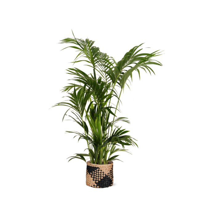 Kentia Palm Ø27cm ↕160cm in Albury BLACK print mand