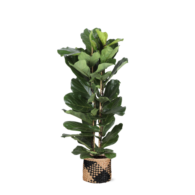 Ficus Lyrata Ø27cm ↕140cm in Albury BLACK print mand