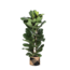 Ficus Lyrata Ø27cm ↕140cm in Albury BLACK print mand