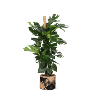 Monstera Deliciosa MOSSTOK Ø27cm ↕150cm in Albury BLACK print mand