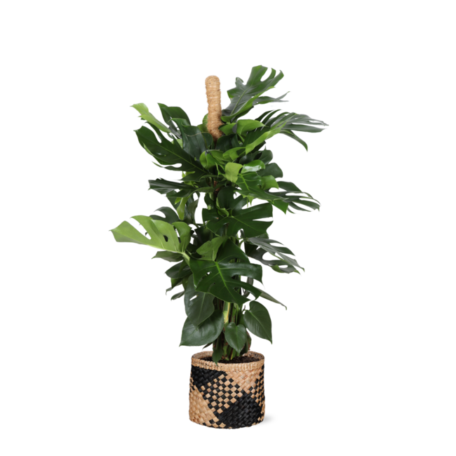 Monstera Deliciosa MOSSTOK Ø27cm ↕150cm in Albury BLACK print mand