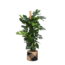 Monstera Deliciosa MOSSTOK Ø27cm ↕150cm in Albury BLACK print mand