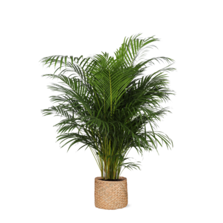Dypsis Lutescens Ø27cm ↕160cm in Albury NATURAL mand