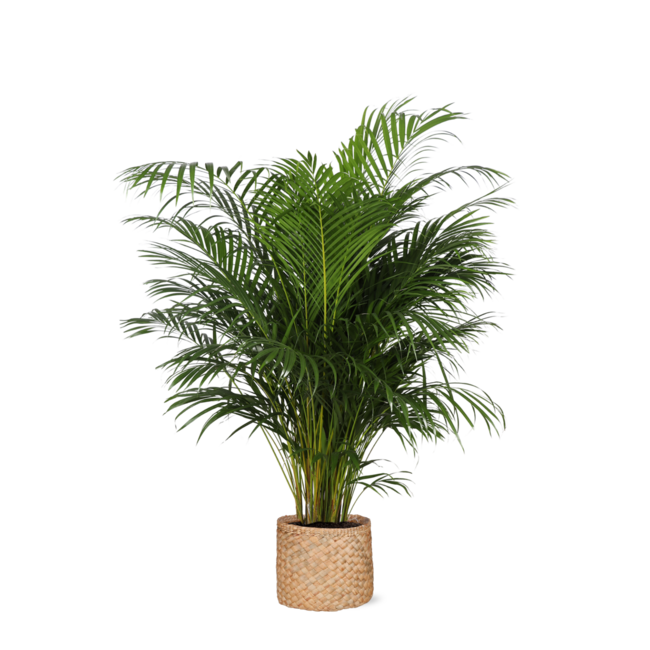 Dypsis Lutescens Ø27cm ↕160cm in Albury NATURAL mand