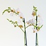 Plant Phalaenopsis with velvet pot