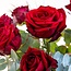 Bouquet Red Roses X Rituals Ayurveda Foaming Showergel