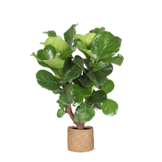 Ficus Lyrata (vertakt) Ø27cm ↕130cm in Albury NATURAL mand